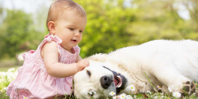 Dogs and Babies: Making the Adjustment